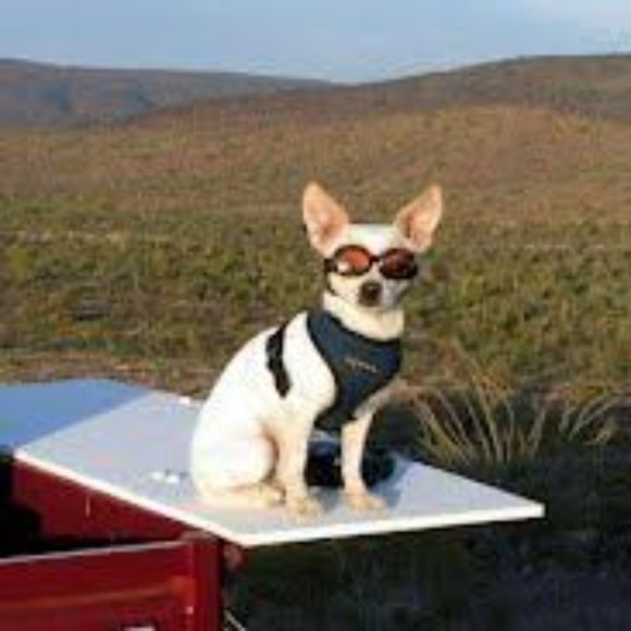 Meet your Posher, Kj - Picture 8 of 14